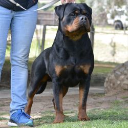 Von Ruelmann Rottweilers