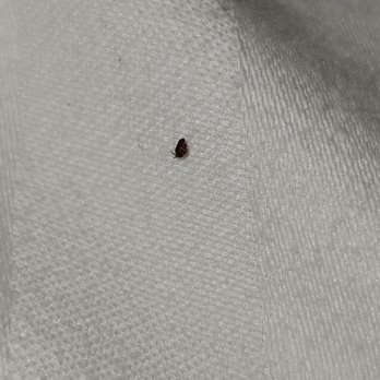 Surf Motel & Gardens - Looked like a bed bug. - Hotels Near Me - Fort Bragg, California Surf Motel & Gardens - Looked like a bed bug. - Hotels Near Me - Fort Bragg, California