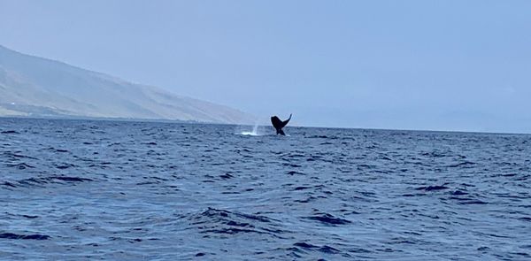 Hawaii Ocean Rafting Whale Watch and Snorkel by null