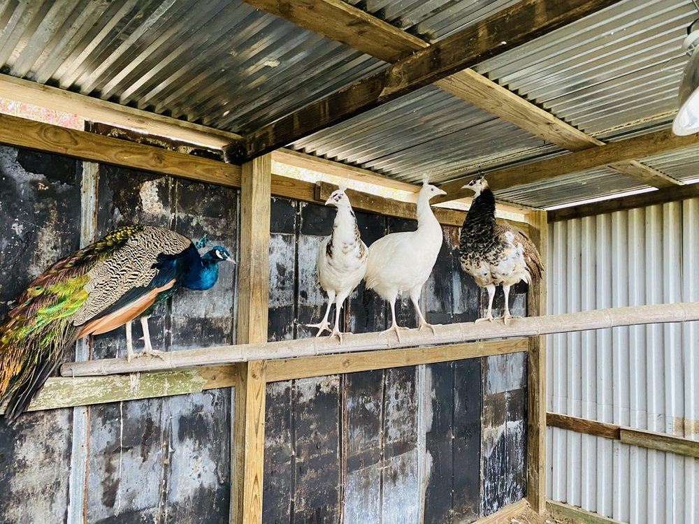 STRICKLAND FAMILY FARM Updated September 2024 24 Photos 141 Racking Ln, Boaz, Alabama