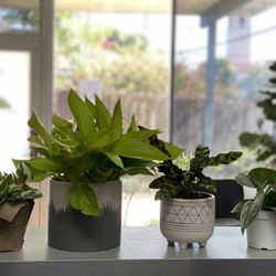 Long Beach Specialty Acupuncture - Our office plant babies.
