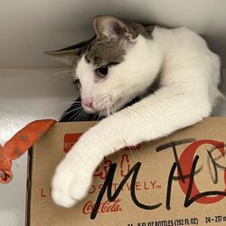 Milo likes to play from inside his box.