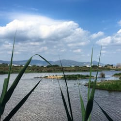 el Remolar i les Filipines - El Remolar desde la zona de observación de pájaros. Aunque hoy tuvimos suerte y también aparecieron tres jabalíes :-)