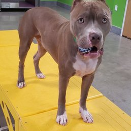 Pet suites boarding