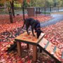 Photo of Paws Park of Greenfield