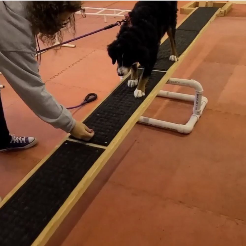 Cool Dog Gear - Never thought she'd ever accomplish the see-saw. Took a few tries and boom! - Pet Stores Near Me - Warrington, Pennsylvania