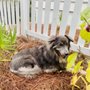 Happy Tails Pet Sitting