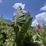 Photo of E D Huntington Orchids and Tropicals