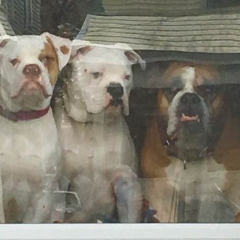 Wiggles-N-Waggles - Dog Walkers Near Me Wiggles-N-Waggles - Dog Walkers Near Me