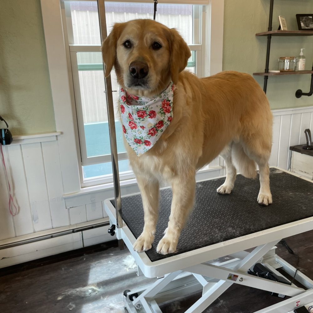 PAWLISHED PET SALON Updated October 2024 13 Photos 444 Lewis St