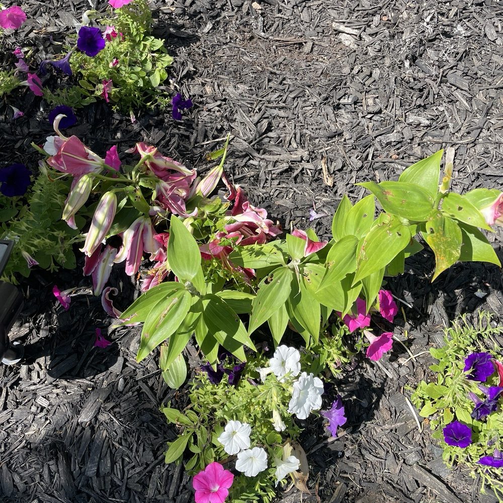Adonis Roofing - My crushed plants - Roofing Near Me - Greece, New York Adonis Roofing - My crushed plants - Roofing Near Me - Greece, New York