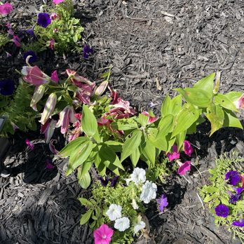 Adonis Roofing - My crushed plants - Roofing Near Me - Greece, New York Adonis Roofing - My crushed plants - Roofing Near Me - Greece, New York