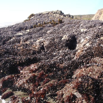 Wright's Beach Campground - Mussels! - Campgrounds Near Me - Bodega Bay, California