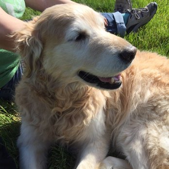 See Spot Walked - Some of our senior clients enjoy a relaxing visit in their own yard. - Dog Walkers Near Me See Spot Walked - Some of our senior clients enjoy a relaxing visit in their own yard. - Dog Walkers Near Me