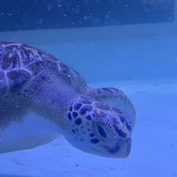 Sea Turtle - Aquariums Near Me - South Padre Island, Texas Sea Turtle - Aquariums Near Me - South Padre Island, Texas