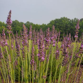 Sweethaven Lavender - Lavender - Farms Near Me - Williamsburg, Virginia Sweethaven Lavender - Lavender - Farms Near Me - Williamsburg, Virginia