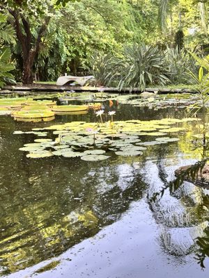 Miami Beach Botanical Garden by null