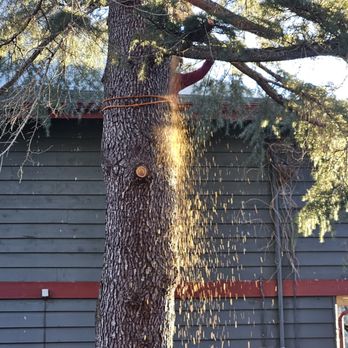 Green Nature Tree Service - Tree carefully debranched - Tree Services Near Me - Fall City, Washington Green Nature Tree Service - Tree carefully debranched - Tree Services Near Me - Fall City, Washington