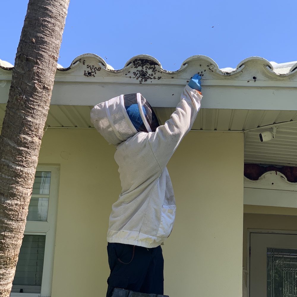 Crazy Bee Man - Pest Control Near Me Crazy Bee Man - Pest Control Near Me