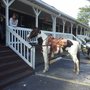 Photo of Jupiter Tack & Saddlery