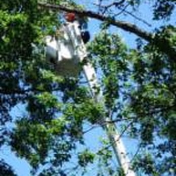 A-Star Tree Experts - Tree Services Near Me - Oakville, Ontario A-Star Tree Experts - Tree Services Near Me - Oakville, Ontario