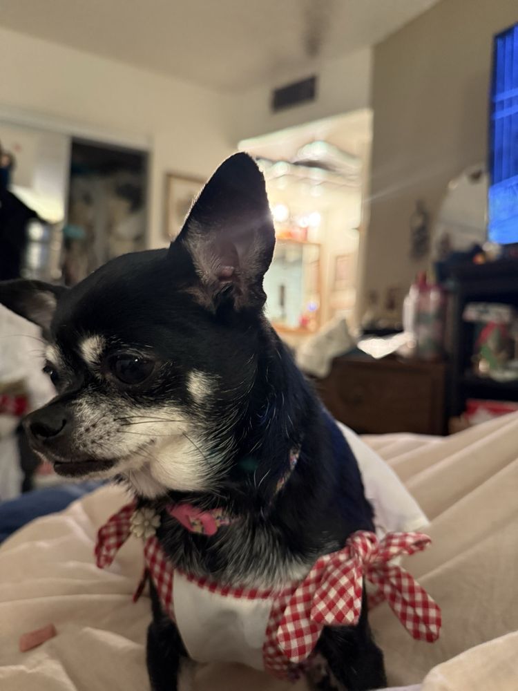 Calm Psych - grief counselor in Mesa, AZ