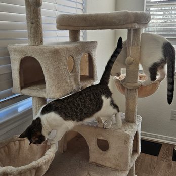 Healing Hands Critter Care - Pet Sitting Near Me