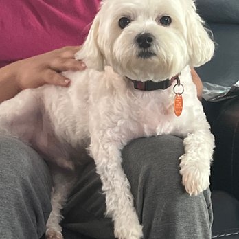 Dawsies Doggie Spa - Roy - Pet Groomers Near Me