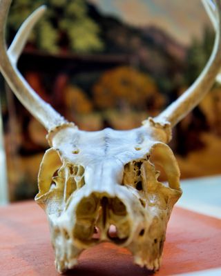 Santa Cruz Museum of Natural History by null