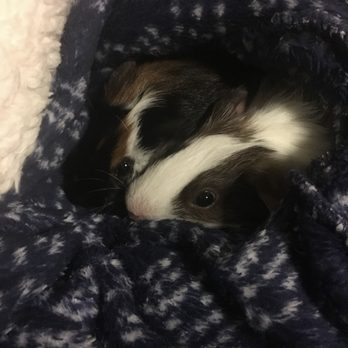 Buckwalter Veterinary Clinic - Both of my boys happy and home from the vet! - Veterinarians Near Me - Bluffton, South Carolina