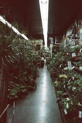 Adams & Son & Daughter Gardens by null