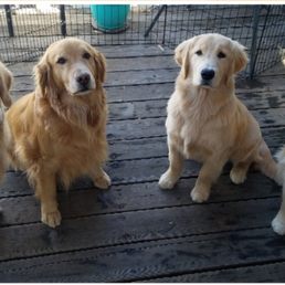 My 4 golden beauties!
