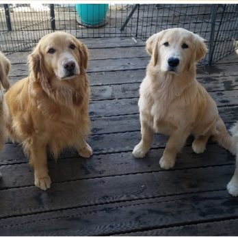 San Benito Veterinary Center - My 4 golden beauties! - Veterinarians Near Me - Hollister, California