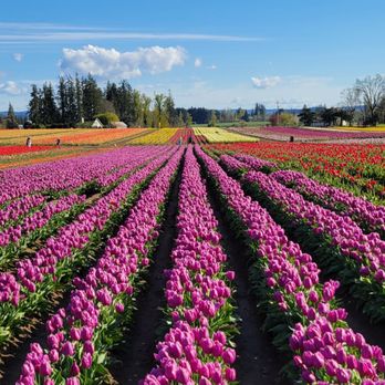 WOODEN SHOE TULIP FARM - Updated October 2025 - 1675 Photos & 287