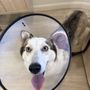 Petfolk Veterinary & Urgent Care - Allen
