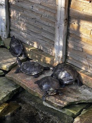 Allan Gardens Conservatory by null