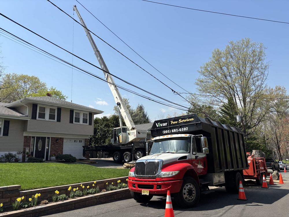 Vivar Tree Services - tree service in Hillsdale, NJ