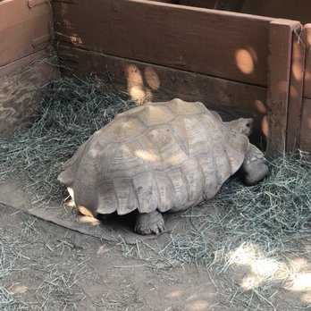 Wildlife Learning Center - Tortoise - Zoos Near Me - Sylmar, California