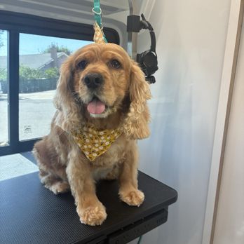 Motherfluffers - Happy little cocker ! - Pet Groomers Near Me