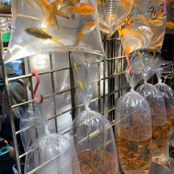 金魚街 - Great shots of the fish - Pet Stores Near Me - Hong Kong, HK