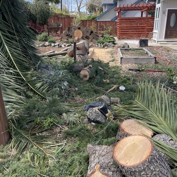 JMV Tree Service - Chopped tree - Tree Services Near Me - Hayward, California JMV Tree Service - Chopped tree - Tree Services Near Me - Hayward, California