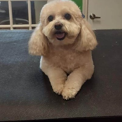 Kizzys Mobile Grooming