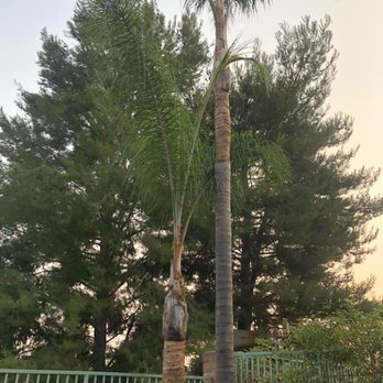 Jae Tree Service - After - Tree Services Near Me