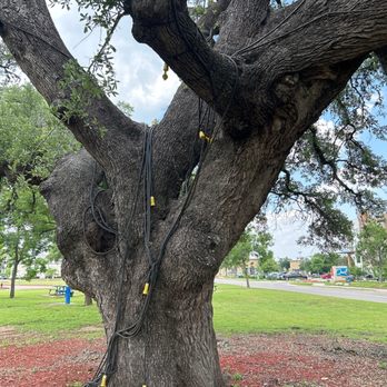 Heritage Oak Park - Massive oak - Parks Near Me - Cedar Park, Texas Heritage Oak Park - Massive oak - Parks Near Me - Cedar Park, Texas