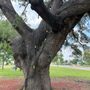 Photo of Heritage Oak Park