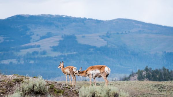 Lamar Valley by null