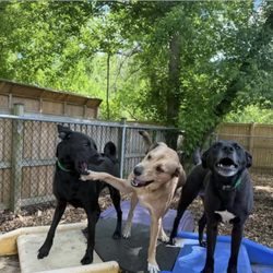 Cozy Canine Camp