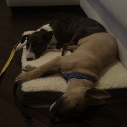 Our sweet baby girls Our sweet baby girls