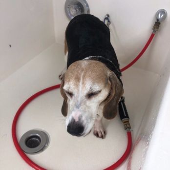 Wash N Wags - I did not slip once! Great time with my HUM MOM! - Pet Groomers Near Me - Salisbury, Massachusetts Wash N Wags - I did not slip once! Great time with my HUM MOM! - Pet Groomers Near Me - Salisbury, Massachusetts