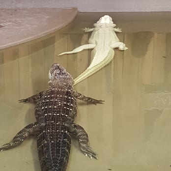 Gray Line New Orleans - Well-fed albino alligator and friend - Tours Near Me - New Orleans, Louisiana Gray Line New Orleans - Well-fed albino alligator and friend - Tours Near Me - New Orleans, Louisiana